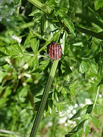 Punaise (ph. Mrugala F., Limonest, Mont Verdun, mai 2017)(4)